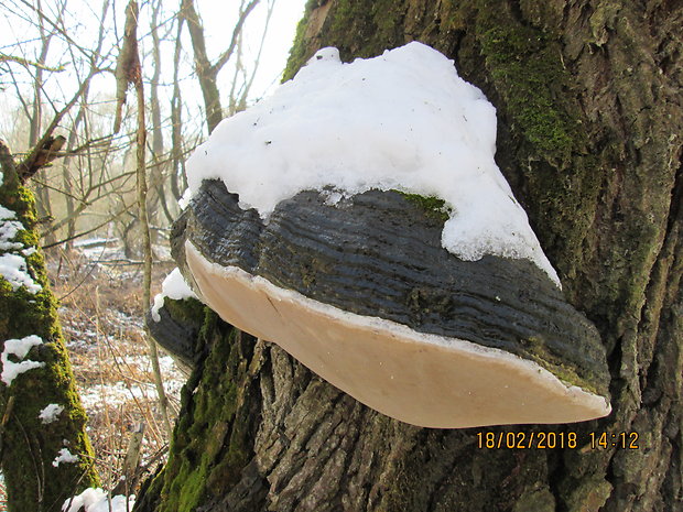 ohňovec obyčajný Phellinus igniarius (L.) Quél.