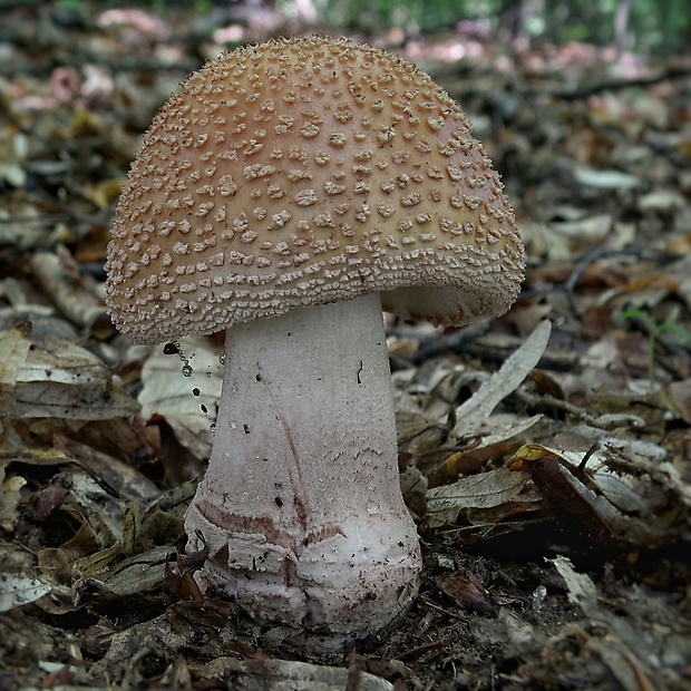 muchotrávka červenkastá Amanita rubescens Pers.