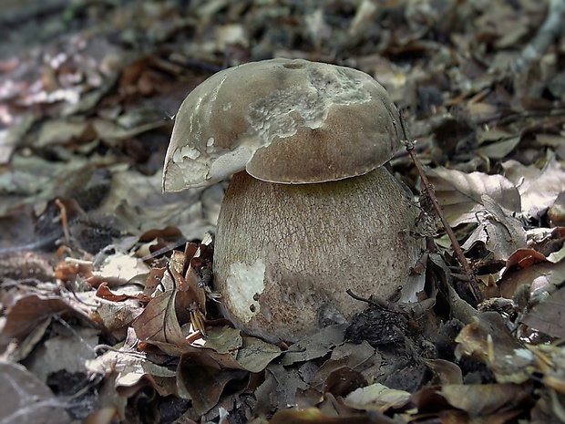 hríb dubový Boletus reticulatus Schaeff.