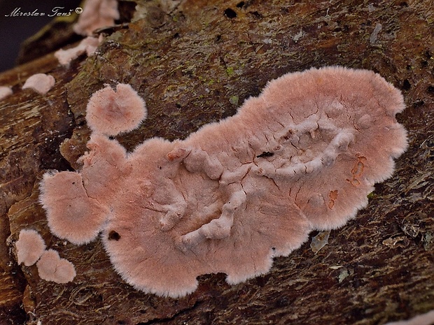 kôrovka ružová Corticium roseum Pers.