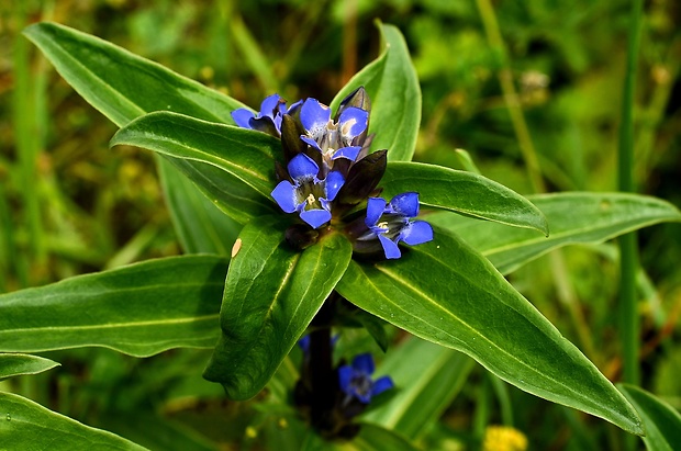 horec krížatý Gentiana cruciata L.