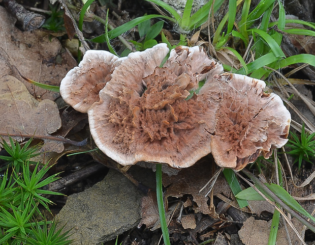 jelenkovka výrastková Hydnellum scrobiculatum (Fr.) P. Karst.