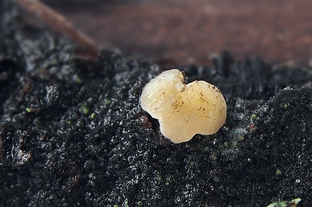 Xerombrophila crystallifera Baral, G. Marson & Unter.