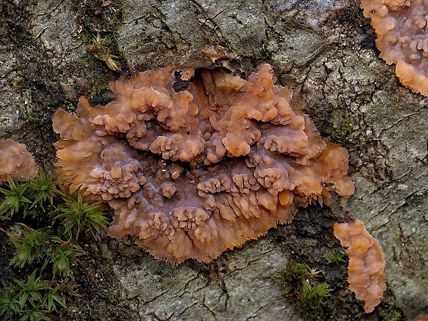 žilnačka oranžová Phlebia radiata Fr.