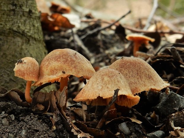 smeťovka zimná Tubaria furfuracea (Pers.) Gillet