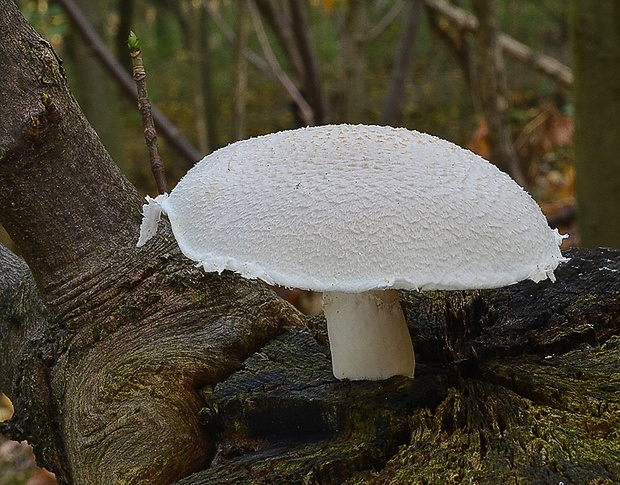 hliva dubová Pleurotus dryinus (Pers.) P. Kumm.