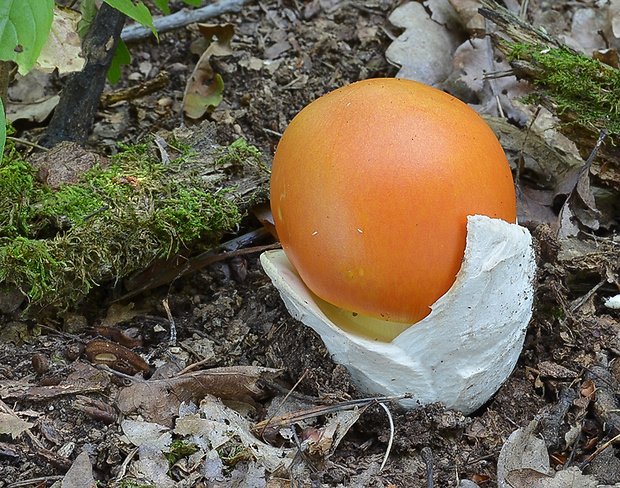 muchotrávka cisárska Amanita caesarea (Scop.) Pers.