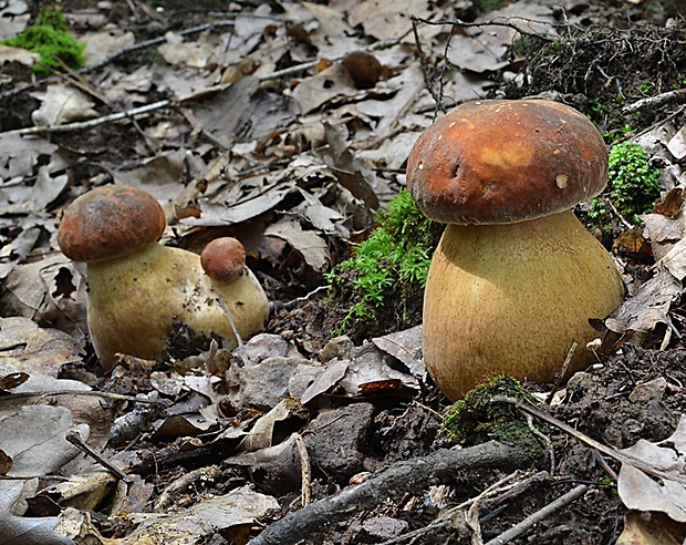 hríb bronzový Boletus aereus Bull. ex Fr.