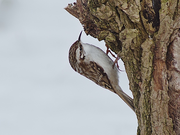 kôrovník dlhoprstý Certhia familiaris