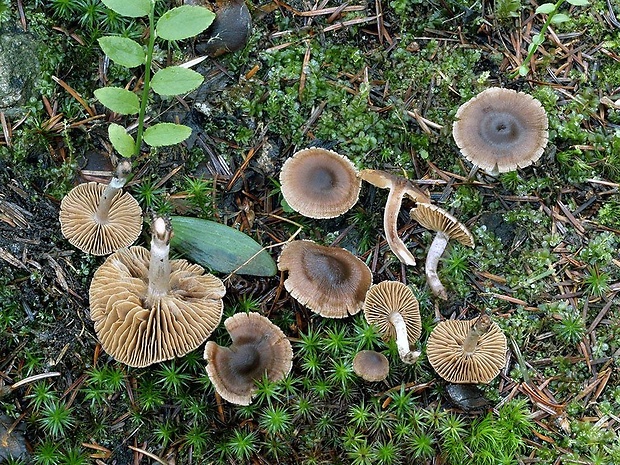 pavučinovec Kazimírov Cortinarius casimiri (Velen.) Huijsman