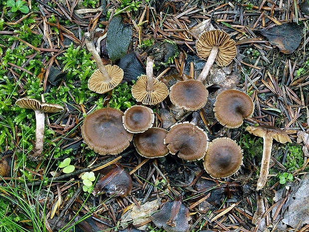 pavučinovec Kazimírov Cortinarius casimiri (Velen.) Huijsman