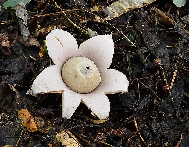 hviezdovka fľaškovitá Geastrum lageniforme Vittad.