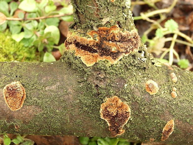 ohňovec Phellinus sp.