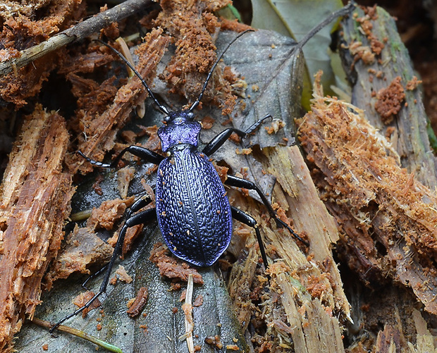 bystuška vraskavá Carabus intricatus