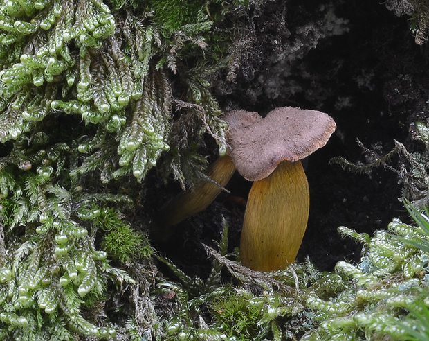 kuriatko lievikovité Craterellus tubaeformis (Fr.) Quél.