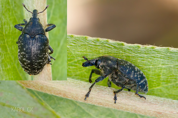 nosáčik Larinus turbinatus