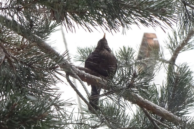 drozd čierny - samička  Turdus merula