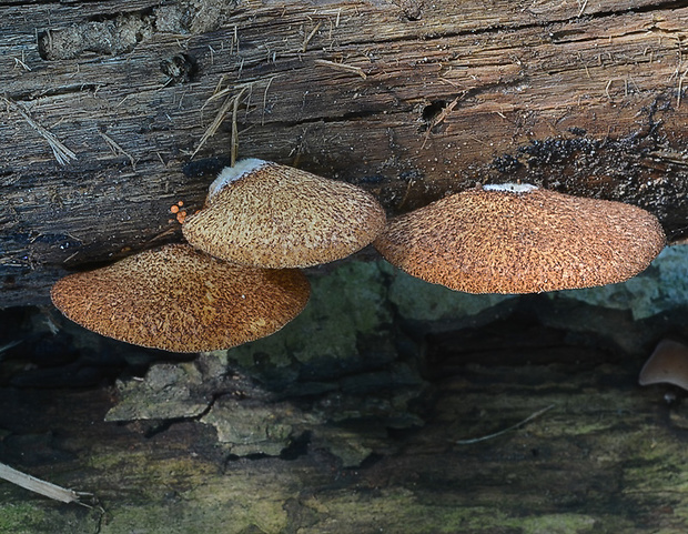 pahliva šafranová Crepidotus crocophyllus (Berk.) Sacc.