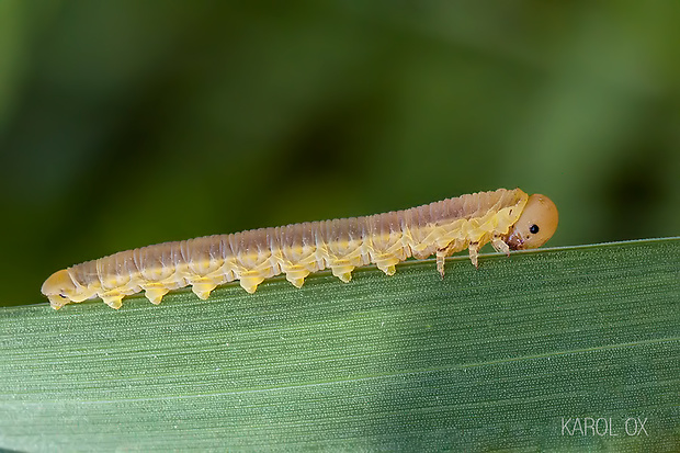 piliarka (larva) Dolerus sp. (cf.)