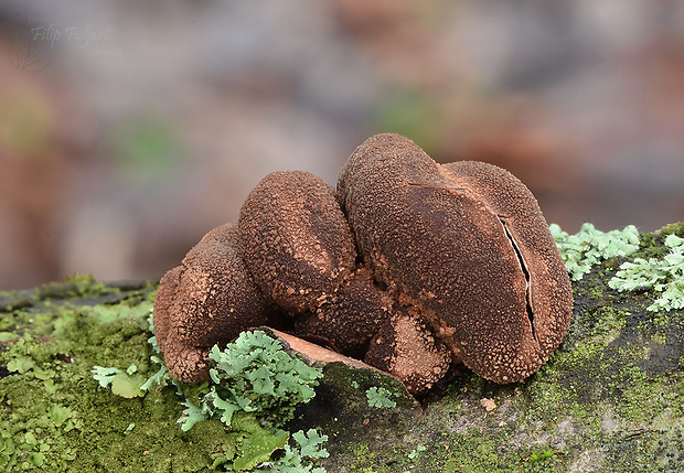 dutinovka otrubnatá Encoelia furfuracea (Roth) P. Karst.