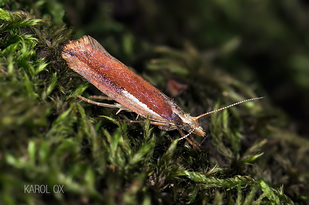 molička hrabová Ypsolopha parenthesella