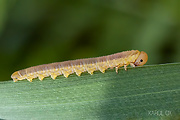 piliarka (larva)