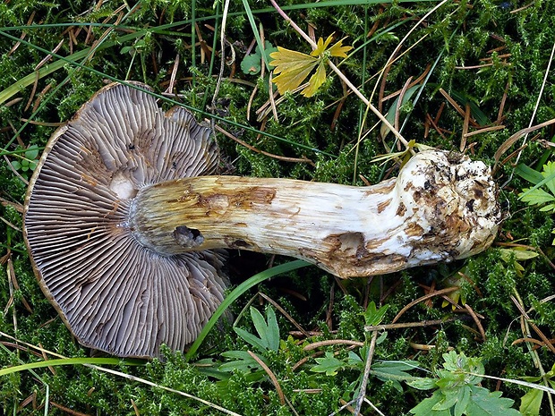 pavučinovec sivohnedastý Cortinarius fulvo-ochrascens Rob. Henry