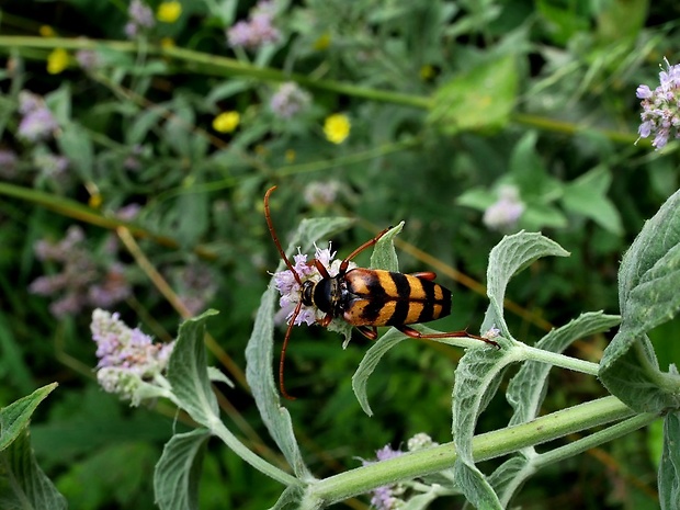 fuzáč (sk) / tesařík páskovaný (cz) Leptura aurulenta Fabricius, 1793