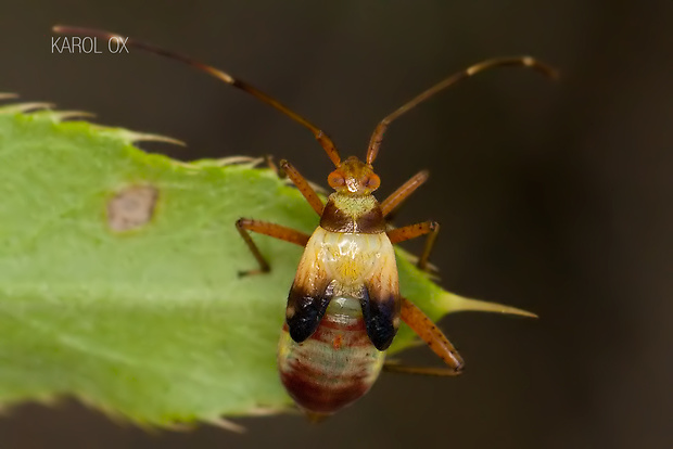 bzdôška Miridae nymfa