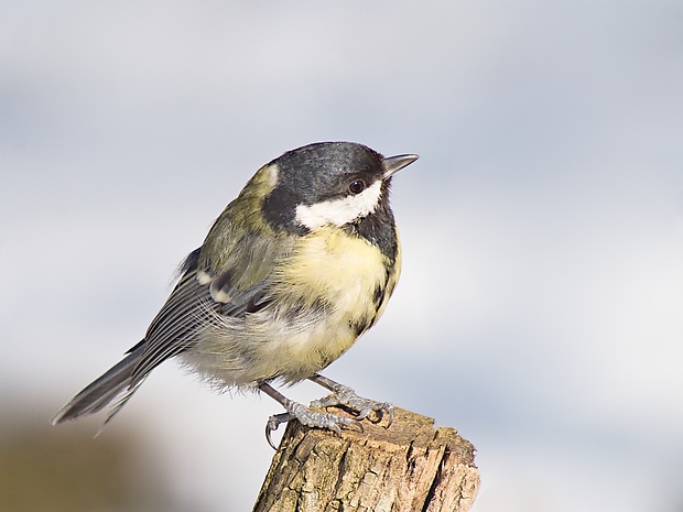 sýkorka veľká Parus major