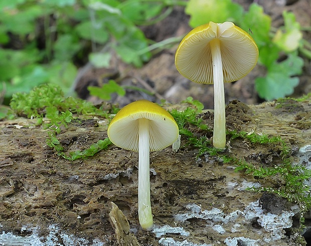 štítovka škoricovohnedá Pluteus chrysophaeus (Schaeff.) Quél.