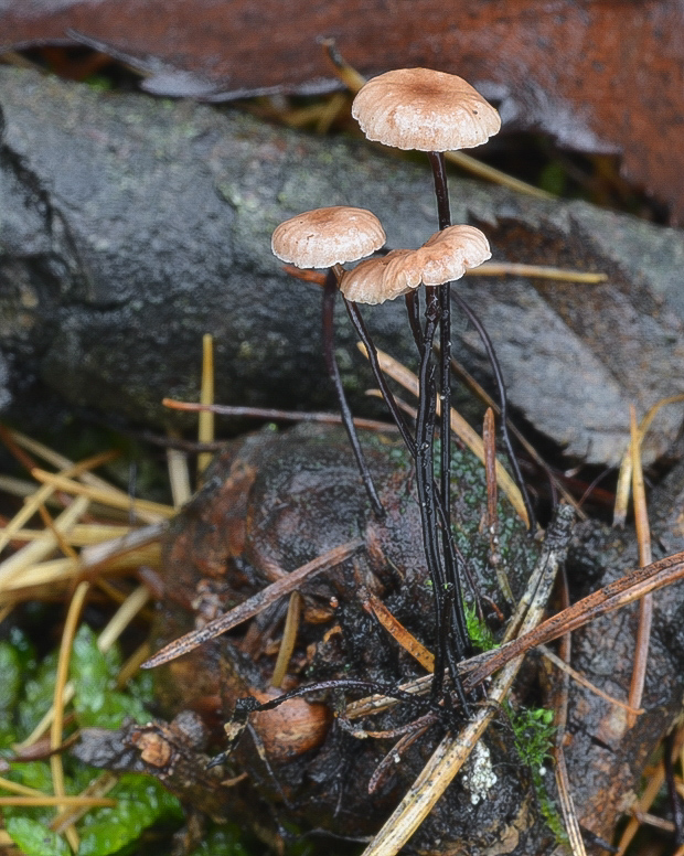 tanečnica čiernohlúbiková Gymnopus androsaceus (L.) Della Maggiora & Trassinelli