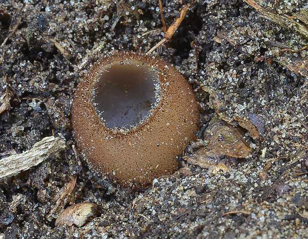 humária polguľovitá Humaria hemisphaerica (F.H. Wigg.) Fuckel