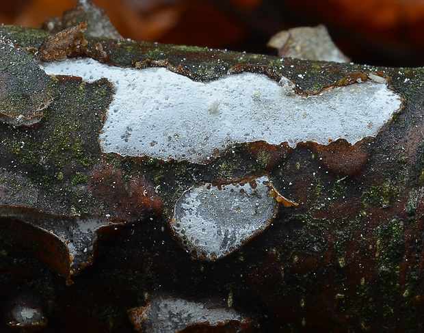 zúbkovka obyčajná Propolis farinosa (Pers.) Fr.