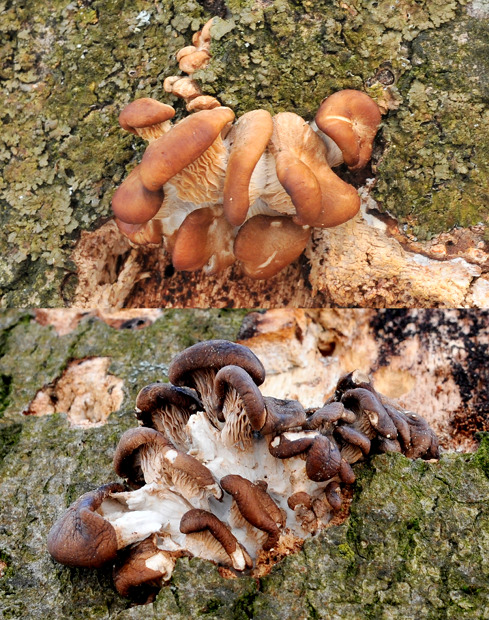 hliva ustricovitá Pleurotus ostreatus (Jacq.) P. Kumm.