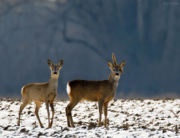 srnec lesný Capreolus capreolus