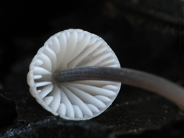 prilbička tenká Mycena cf. vitilis (Fr.) Quél.