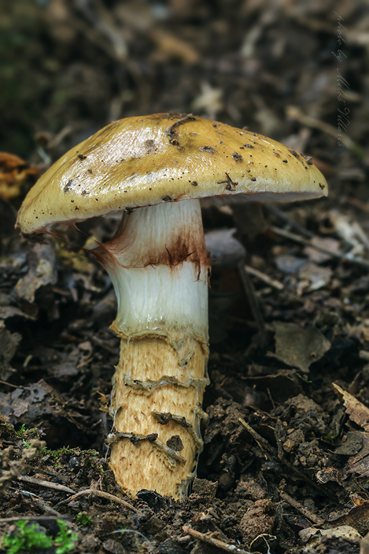 pavučinovec Cortinarius sp.