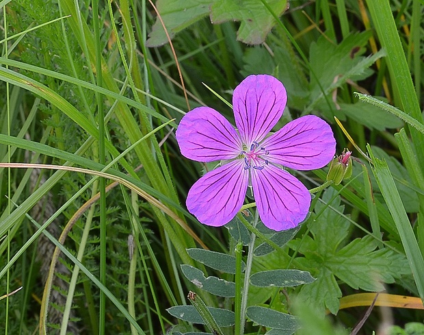 pakost močiarny Geranium palustre L.