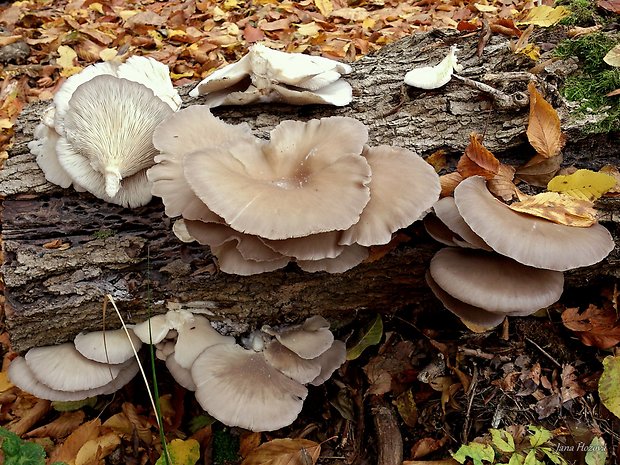 hliva ustricovitá Pleurotus ostreatus (Jacq.) P. Kumm.