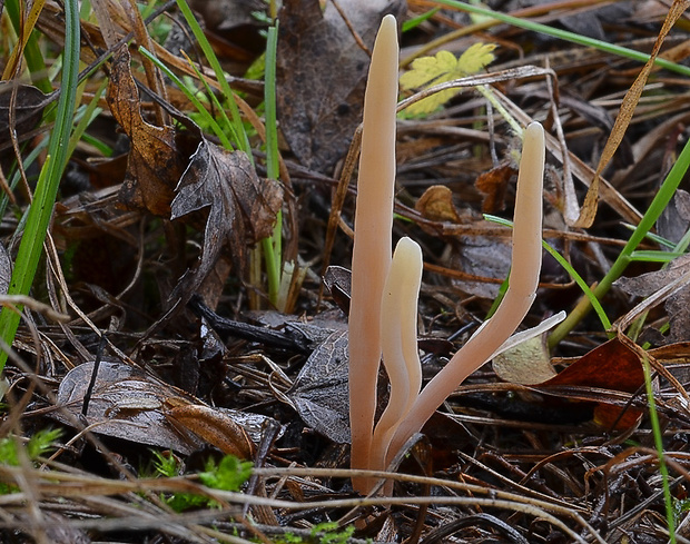 kyjačik Clavaria sp.