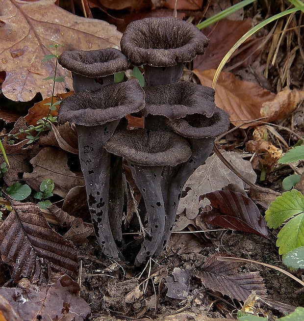 lievik trúbkovitý Craterellus cornucopioides (L.) Pers.