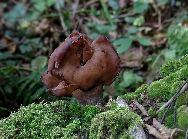 ušiak mitrovitý Gyromitra infula (Schaeff.) Quél.