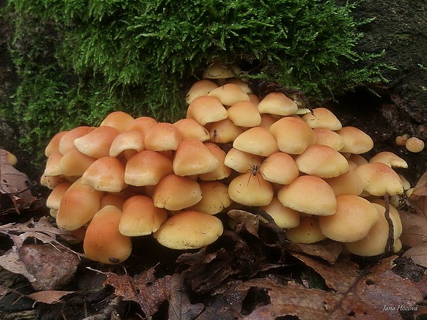 strapcovka zväzkovitá Hypholoma fasciculare (Huds.) P. Kumm.