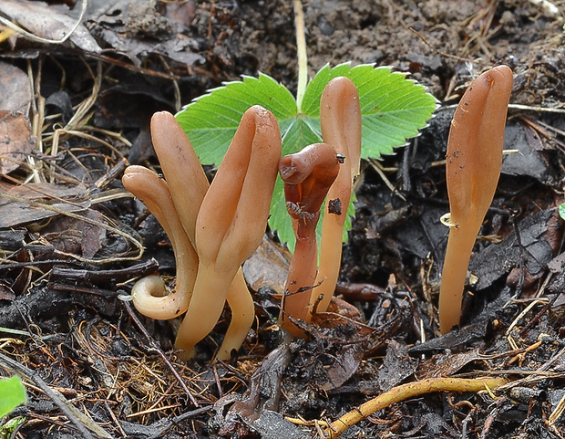 drobnojazýček Microglossum olivaceum (Pers.) Gillet