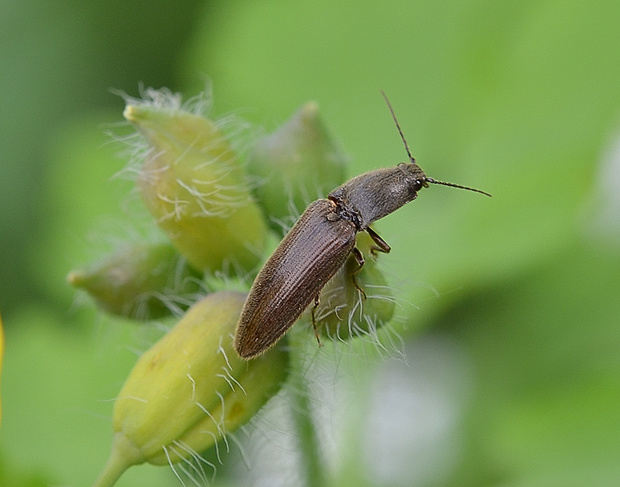 kováčik Athous haemorrhoidalis