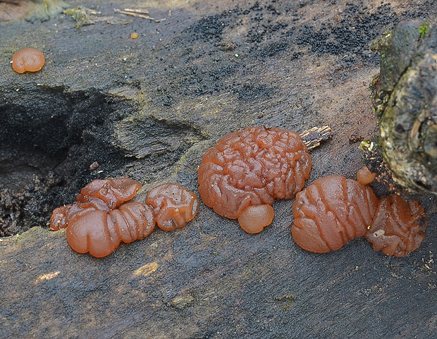 slzovec Dacrymyces sp.