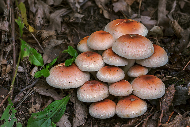 strapcovka tehlovočervená Hypholoma lateritium (Schaeff.) P. Kumm.