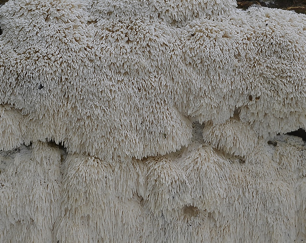 ostropórovec nížinný Oxyporus latemarginatus (Durieu & Mont.) Donk