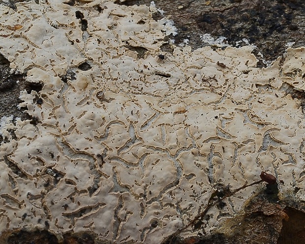 žilnačka svetlá Phlebia griseoflavescens (Litsch.) J. Erikss. & Hjortstam